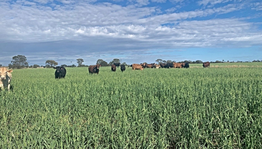 Hancock Agriculture purchases two Packhorse Pastoral properties